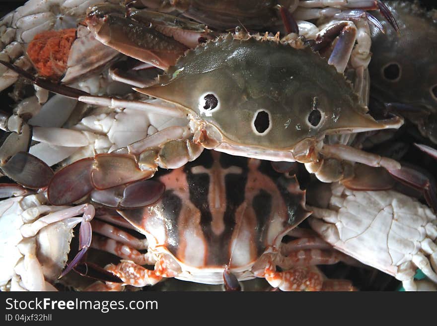 Crab seafood on the market close-up