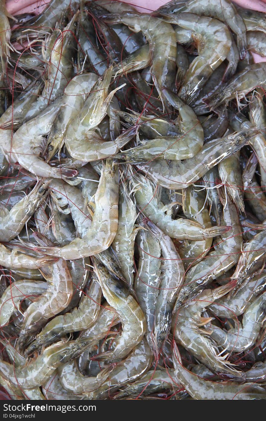 Shrimps seafood on the market close-up