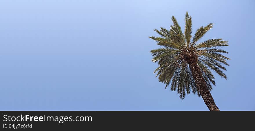 Palm crown high in the blue sky