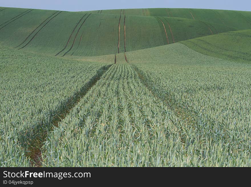 Undultaing field with green grain and blue sky in the background. Horizontally.