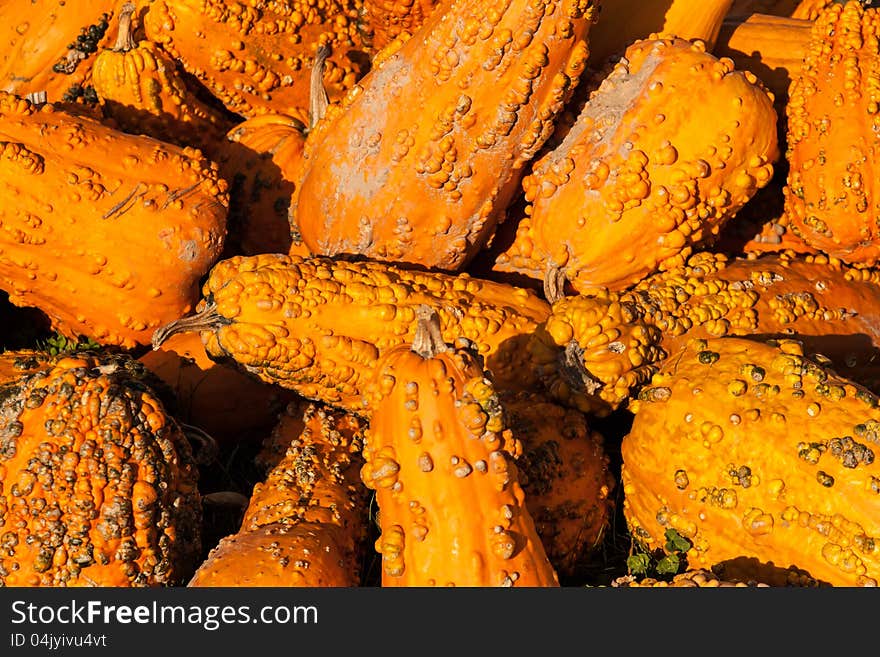 A groups of pumpkins/squash that have been picked and are ready for Halloween or Thanksgiving. A groups of pumpkins/squash that have been picked and are ready for Halloween or Thanksgiving.