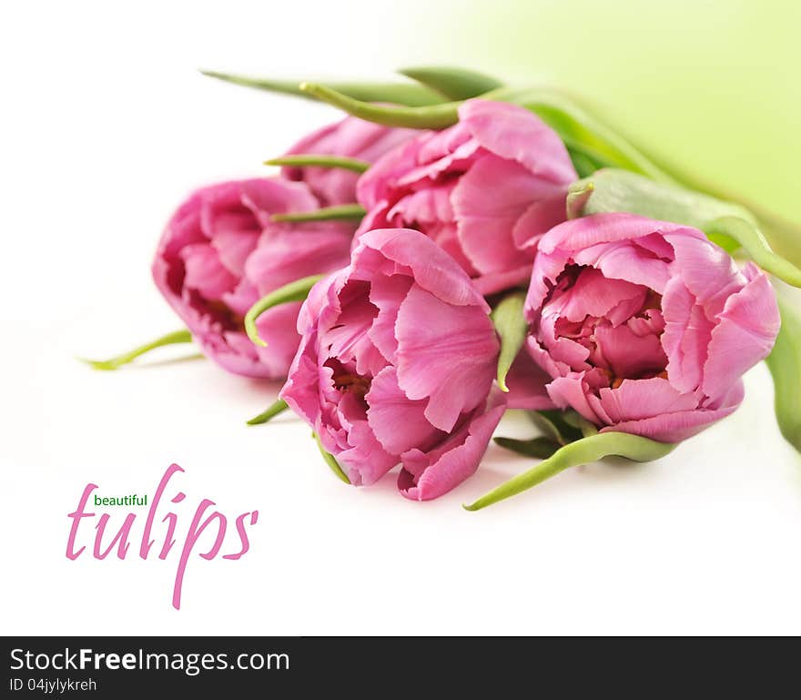 Pink tulips