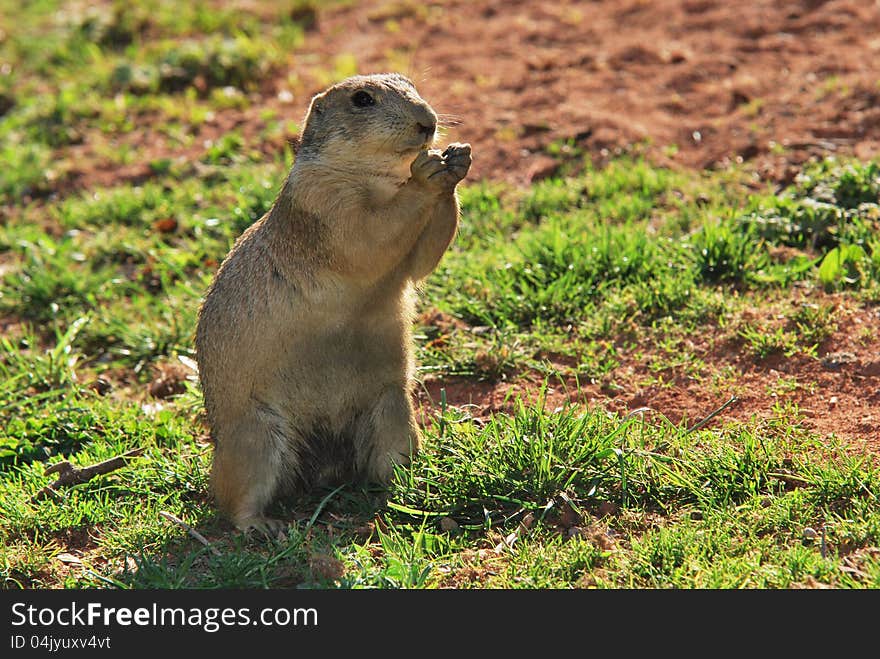 European ground squirrel