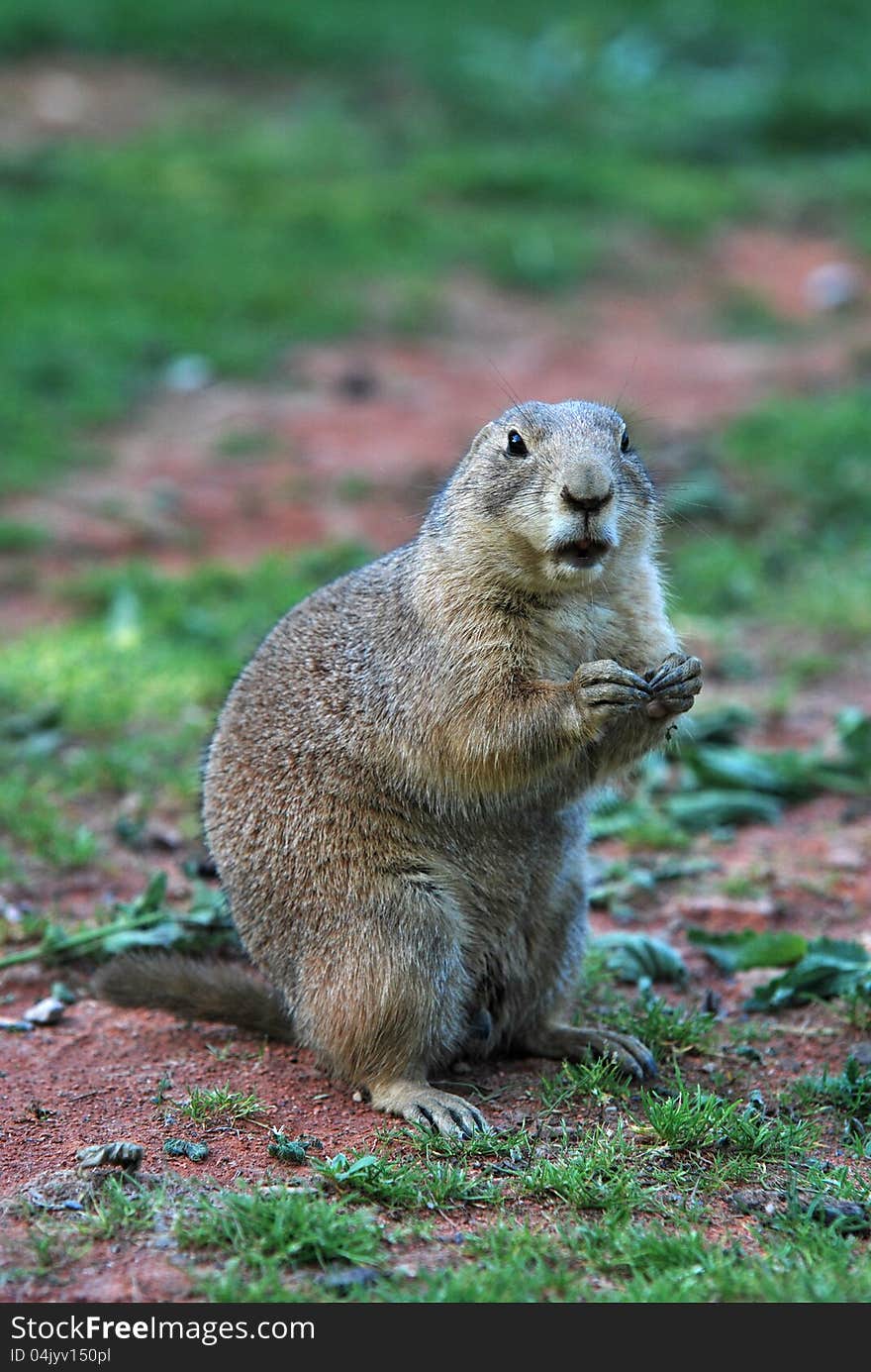 European ground squirrel