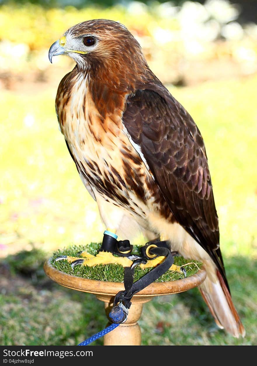 Red-tailed Hawk (Buteo jamaicensis) looking a way, portrait full size. Red-tailed Hawk (Buteo jamaicensis) looking a way, portrait full size