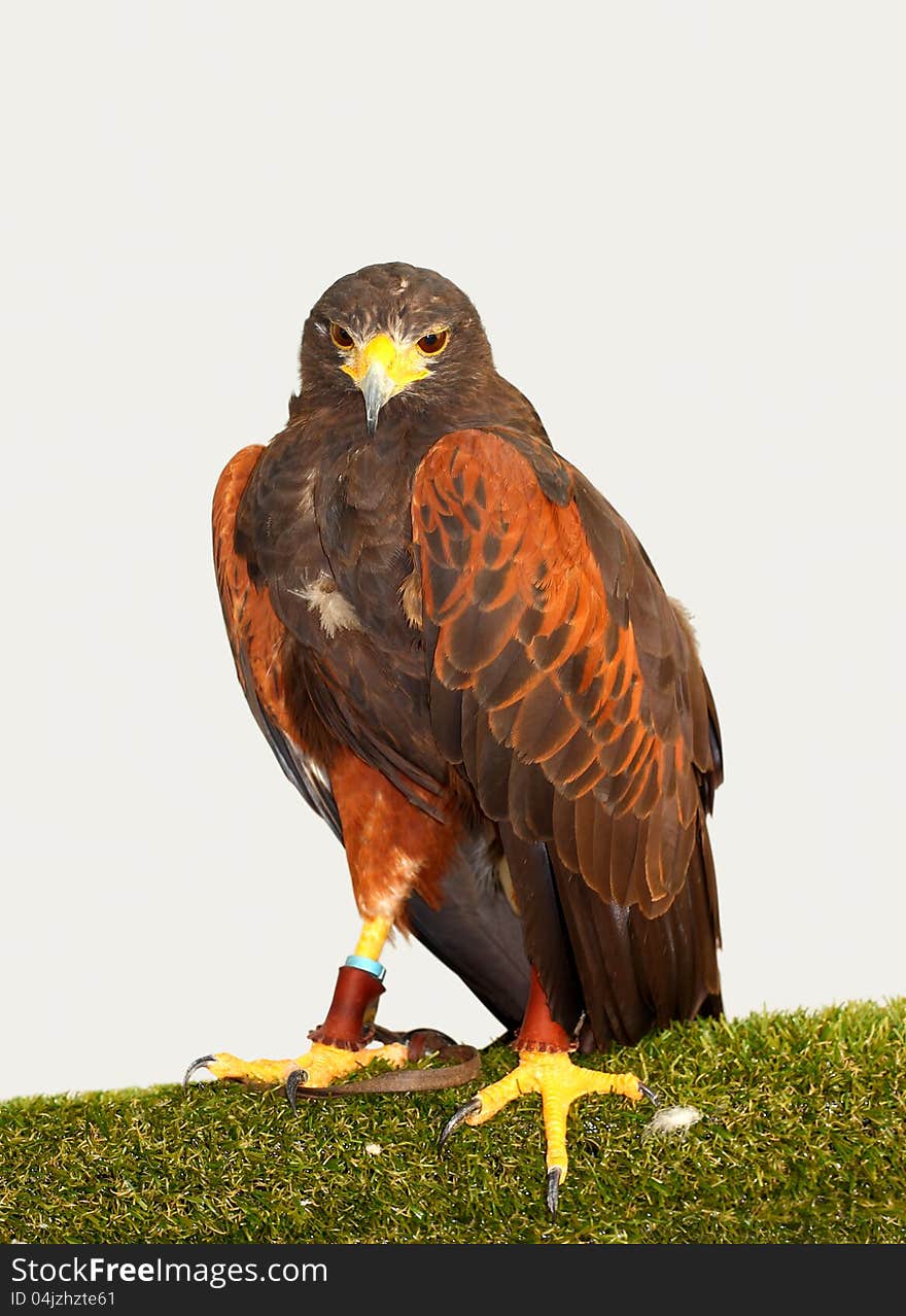 Harris  Hawk &x28;Parabuteo unicinctus&x29