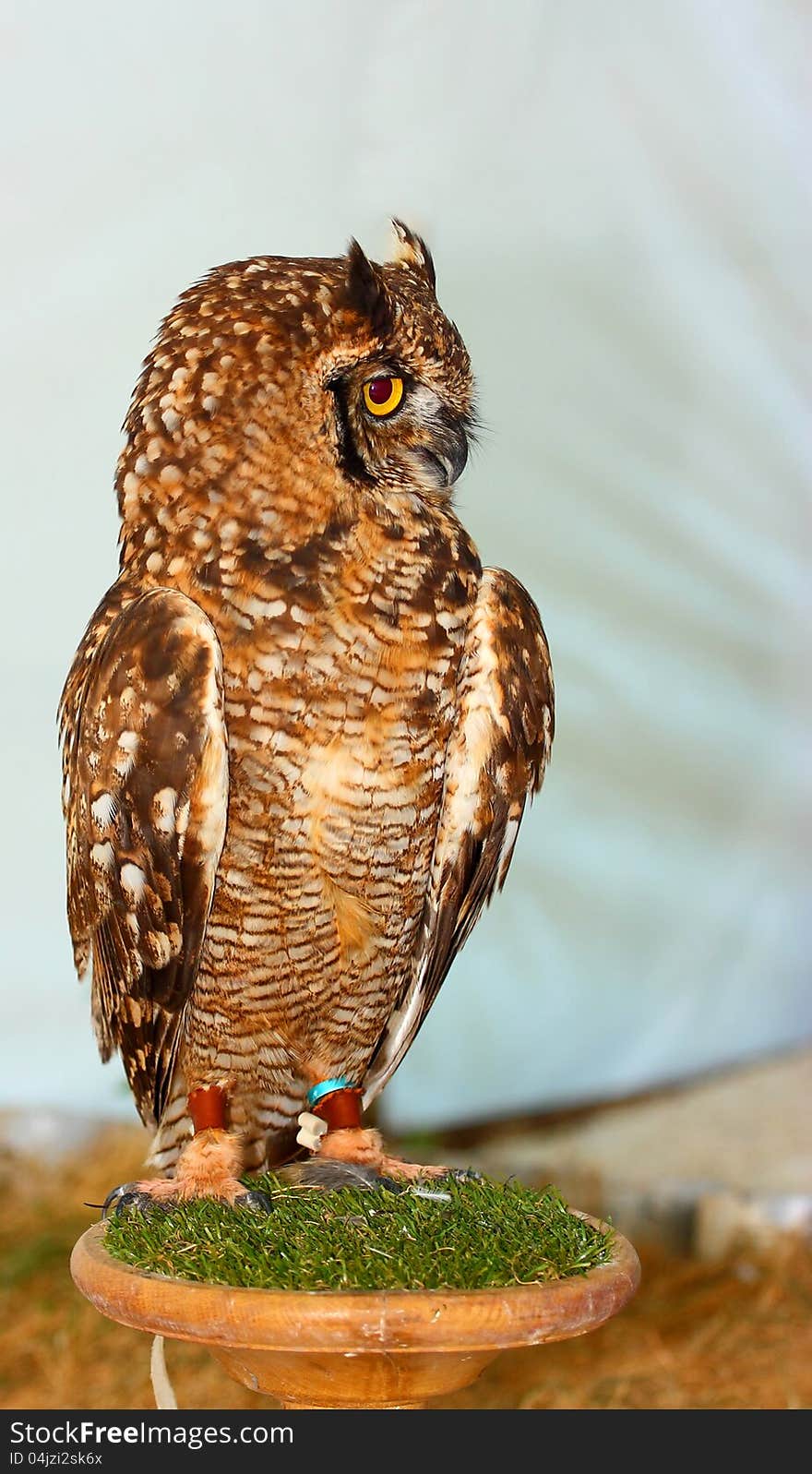 Great Horned Owl &x28;Bubo virginianus&x29