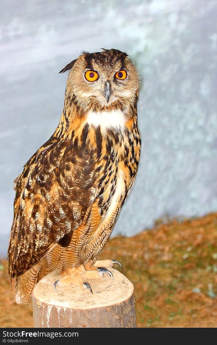 Eurasian Eagle Owl Bubo bubo portrait