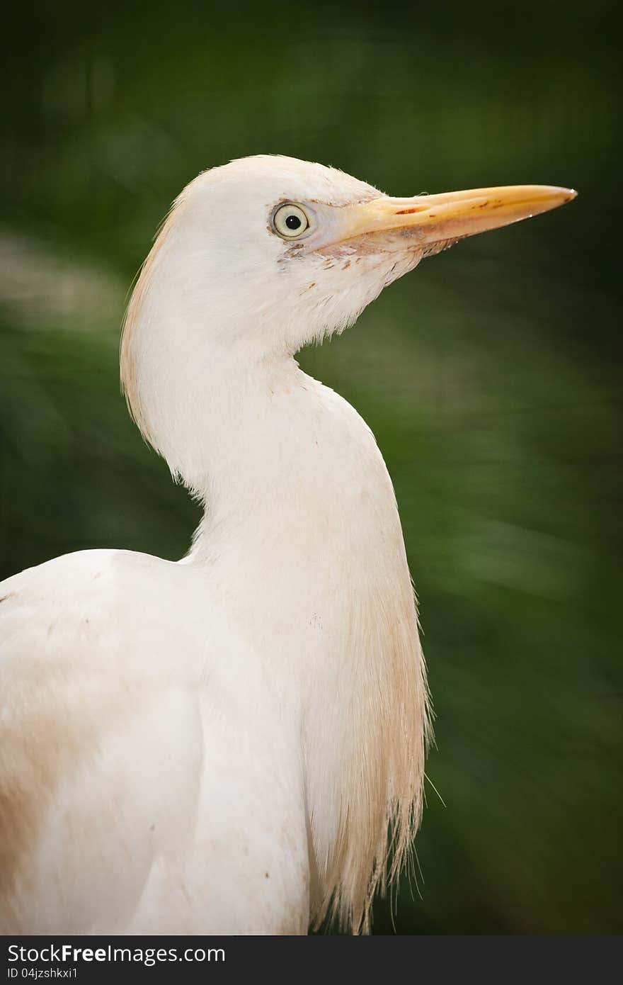 Great White Egret portrait in the zoo. Great White Egret portrait in the zoo.