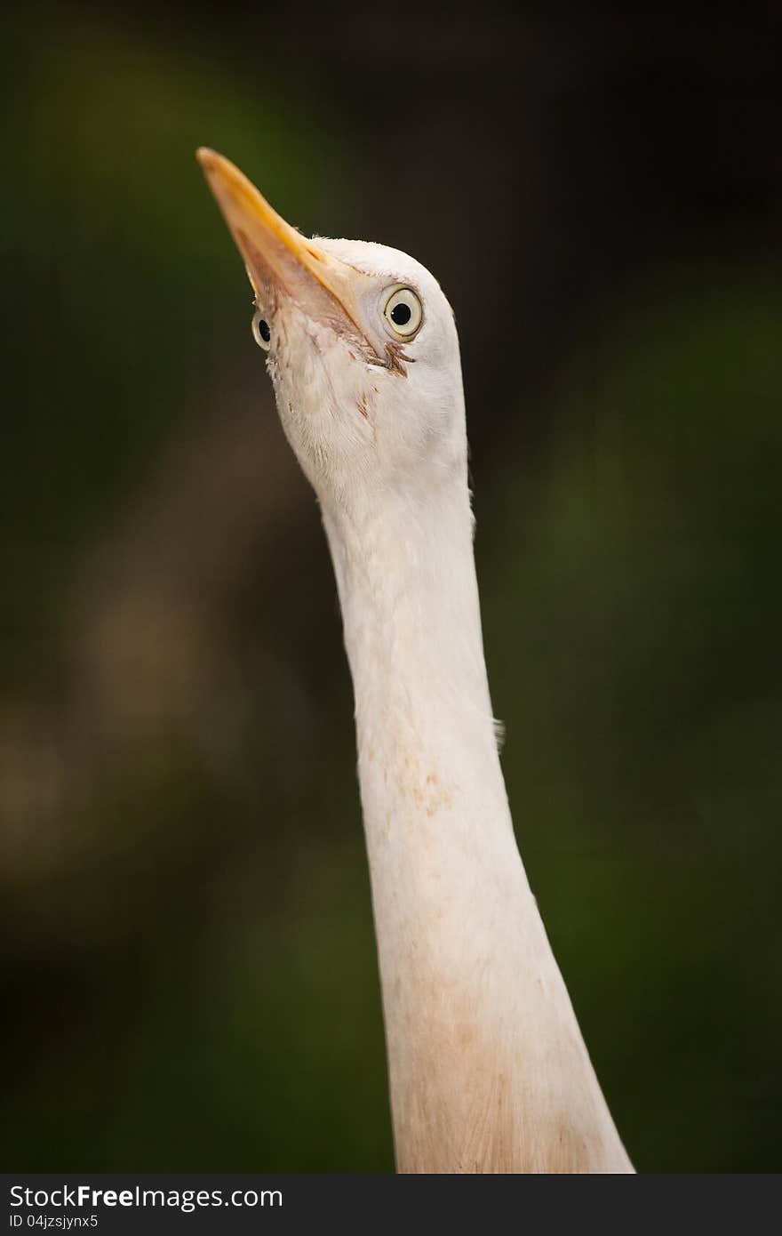 Great White Egret portrait in the zoo. Great White Egret portrait in the zoo.