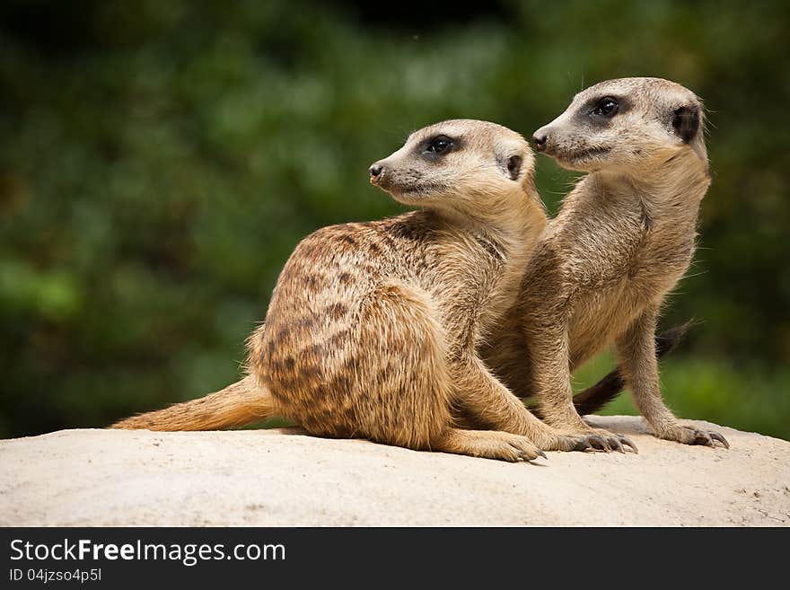 Meerkats are looking at an object.