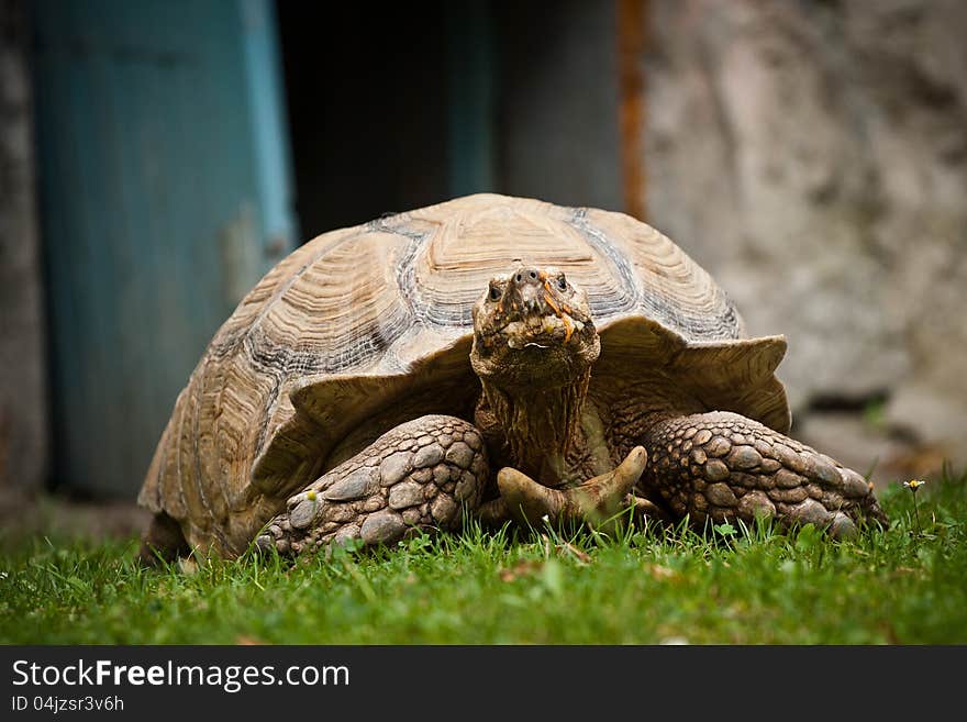 Large turtle from the zoo.