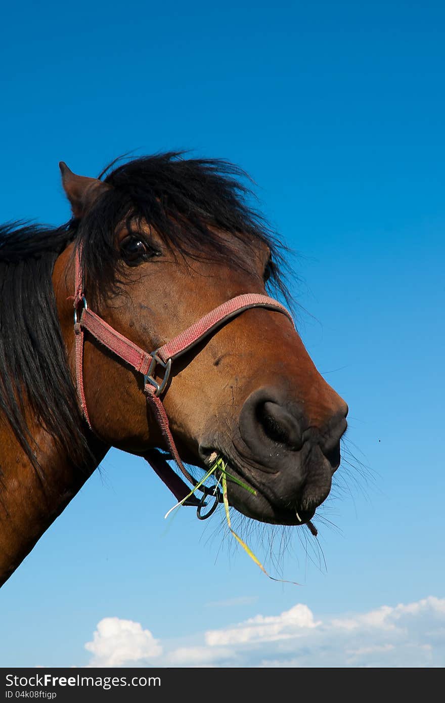 The head of the horse chewing a grass against the dark blue sky. The head of the horse chewing a grass against the dark blue sky