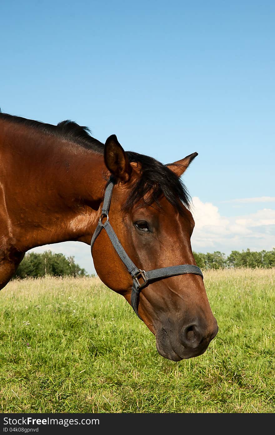 The head of the horse chewing a grass against the dark blue sky. The head of the horse chewing a grass against the dark blue sky