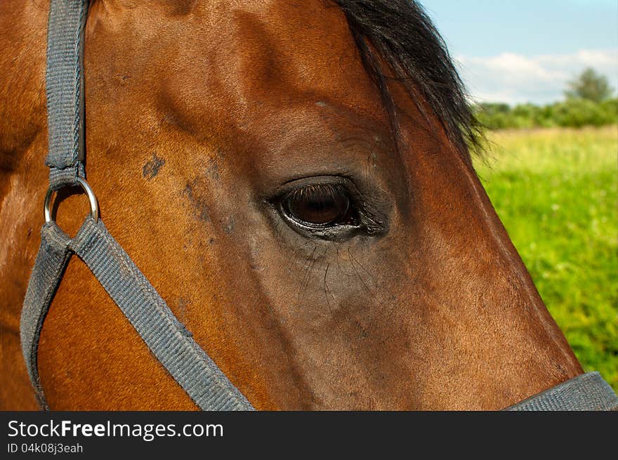 The head of the horse chewing a grass against the sky and a grass. The head of the horse chewing a grass against the sky and a grass