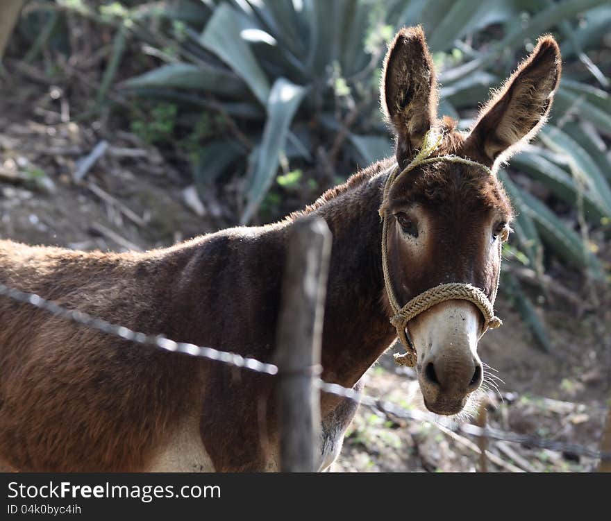 Curious Burro