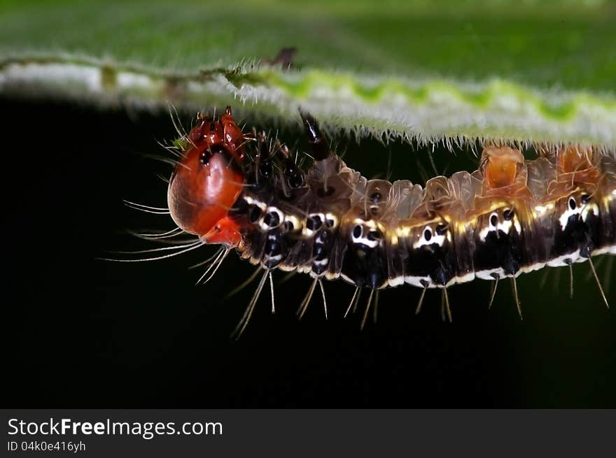 A small worm is eating a leaf in the garden. A small worm is eating a leaf in the garden.