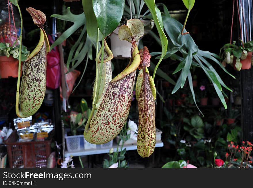 Pitcher Plant