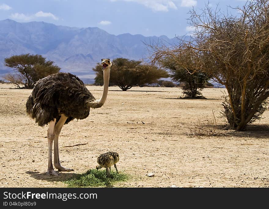 African ostrich in nature reserve, Israel