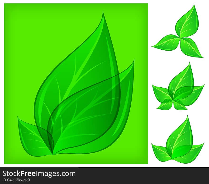 Branch of fresh leaves on green and whited, vector illustration