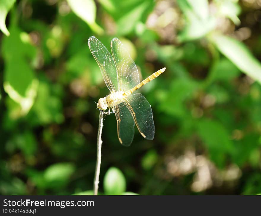 The photo of one dragonfly sitting on a branch. The photo of one dragonfly sitting on a branch