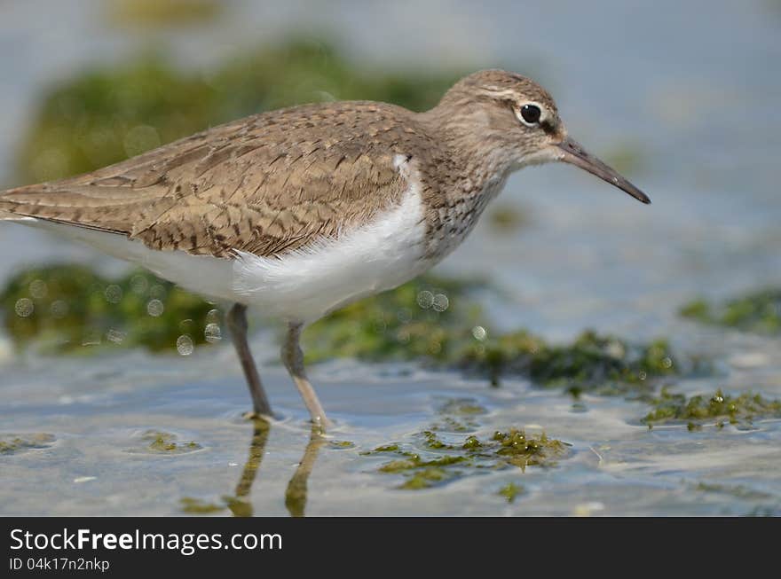 Sanderling caught animals at the beach edge