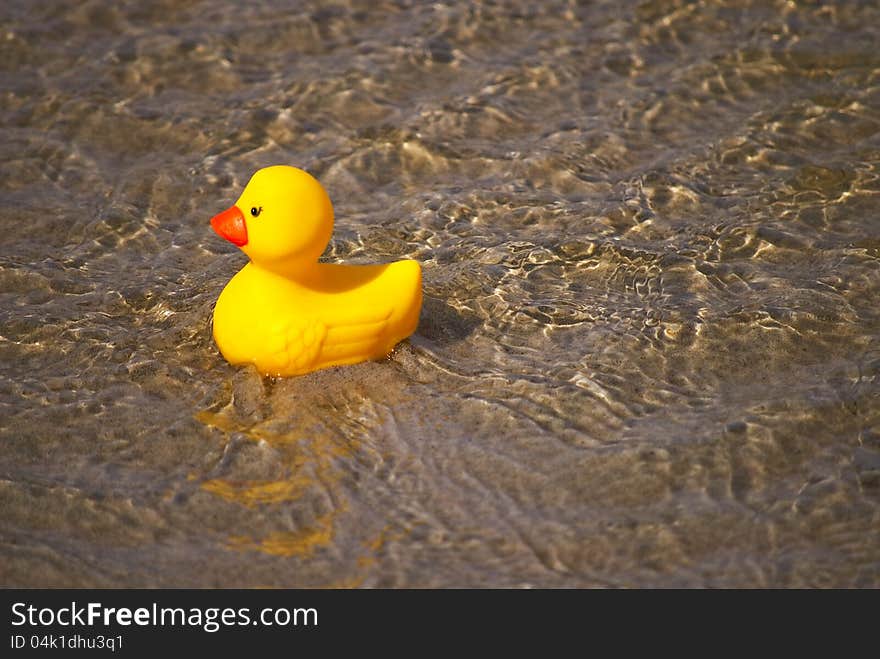 Bath duck