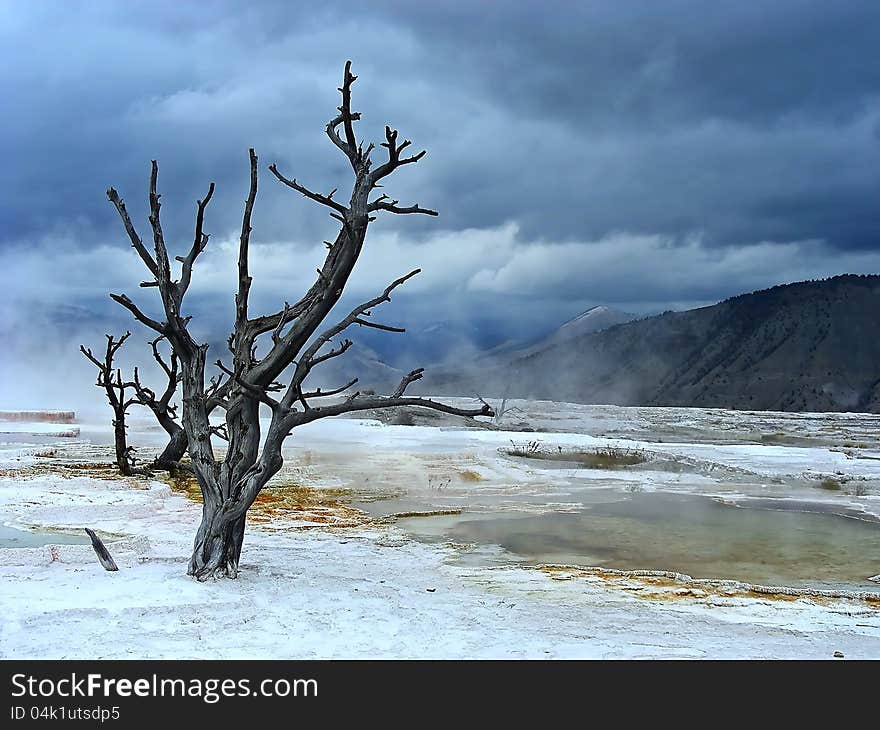 Looking out over the seemingly devasted landscape of Mammoth Hot Springs, Yellowstone, Wyoming. Looking out over the seemingly devasted landscape of Mammoth Hot Springs, Yellowstone, Wyoming.