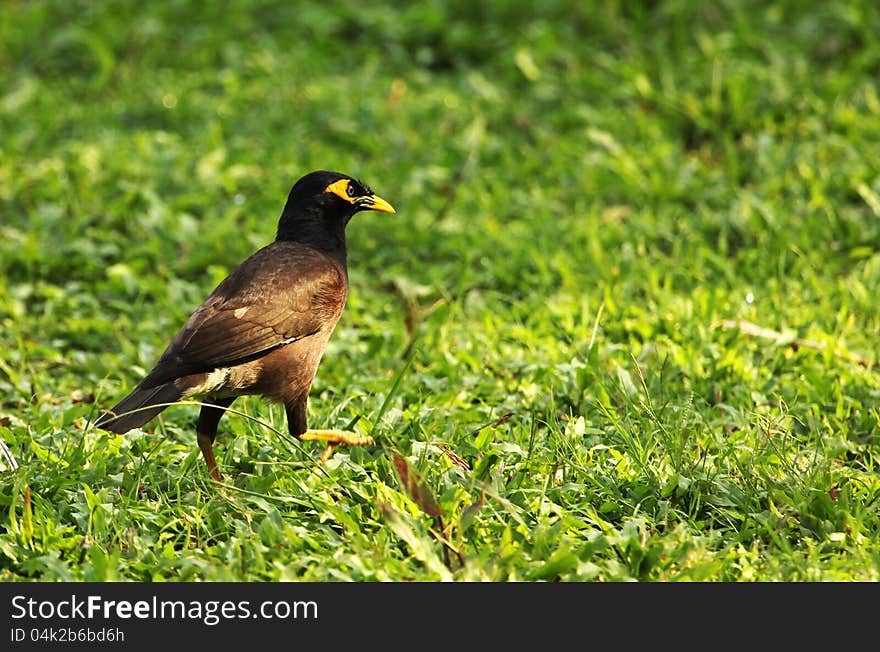 Myna