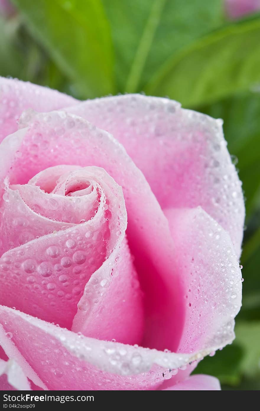 Beautiful pink rose flower on the green natural background with drops.Shallow focus