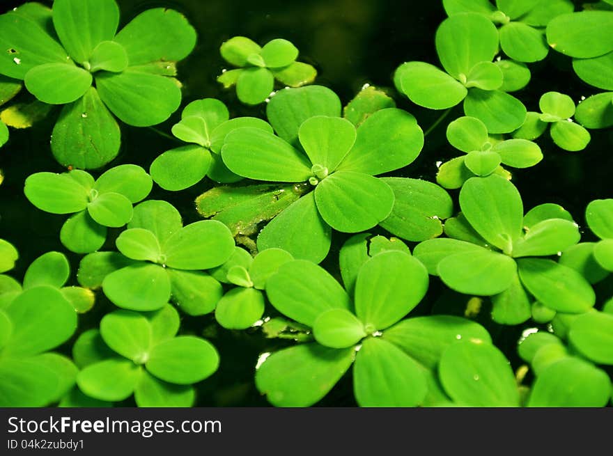 Water lettuce plant (or Pistia stratiotes)