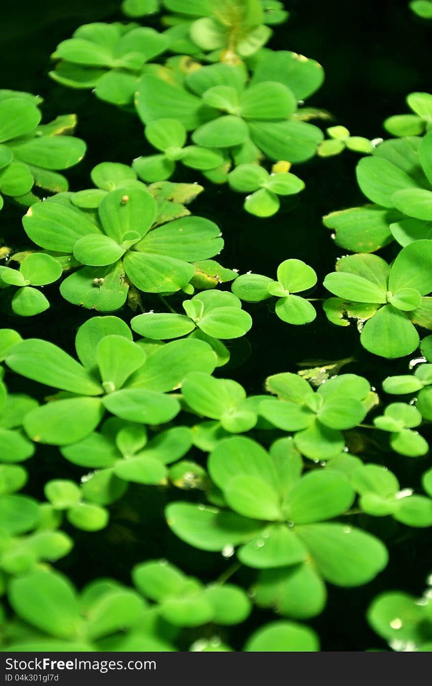 Water lettuce plant