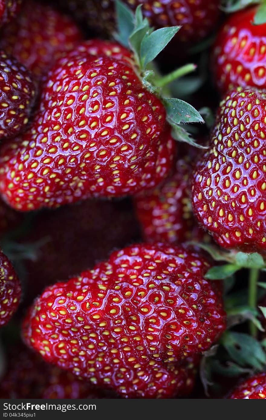 Ripe strawberries closeup. macro shot. Ripe strawberries closeup. macro shot