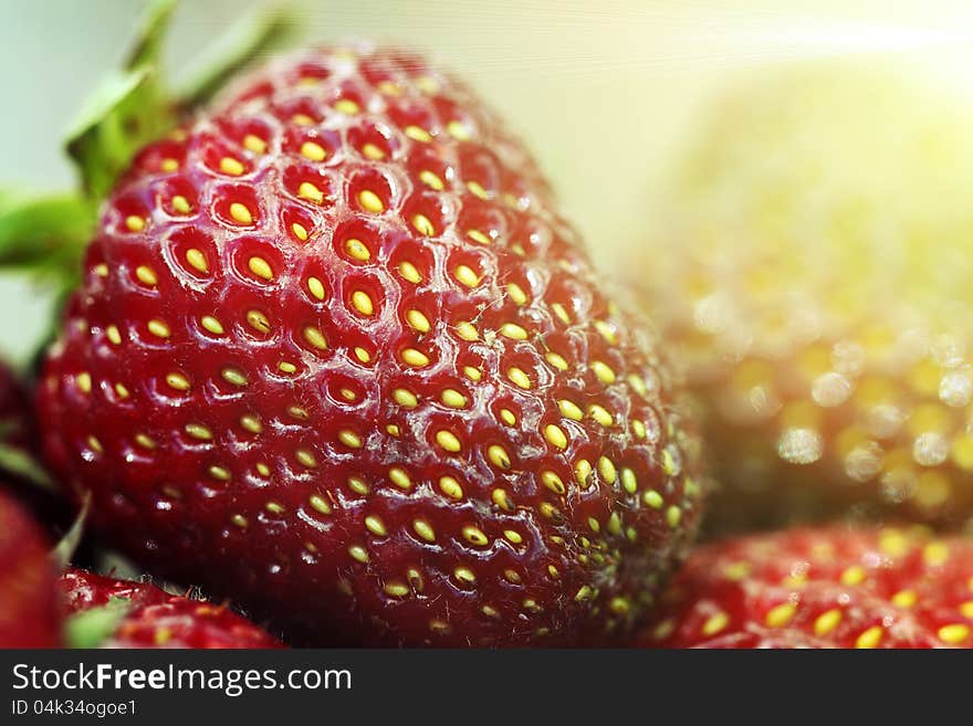 Ripe strawberries closeup. macro shot. Ripe strawberries closeup. macro shot