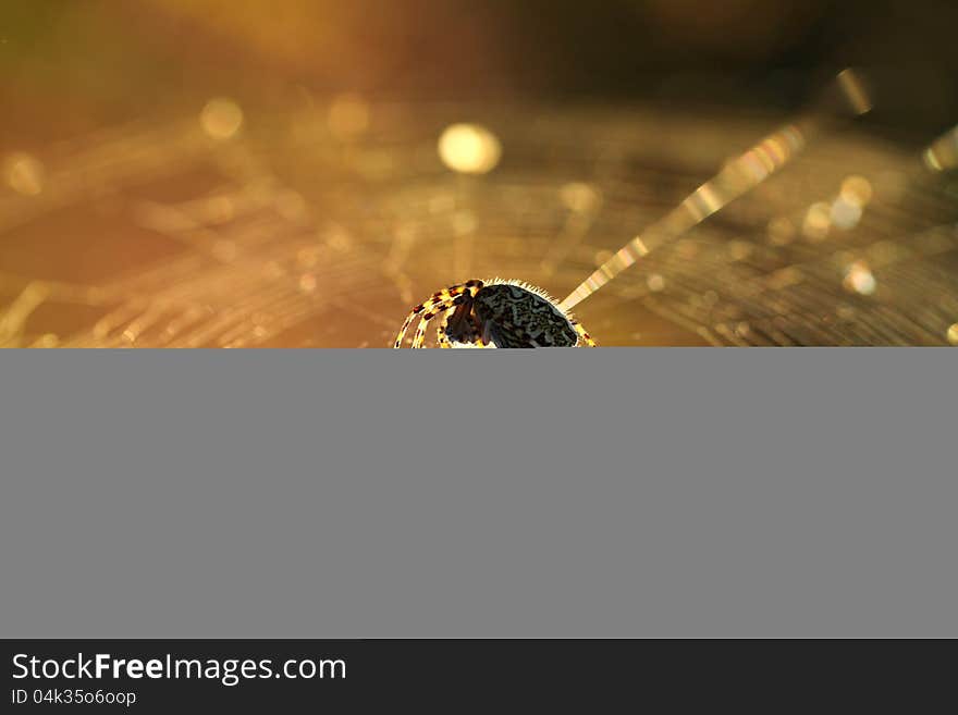 Spider on web with sunlight