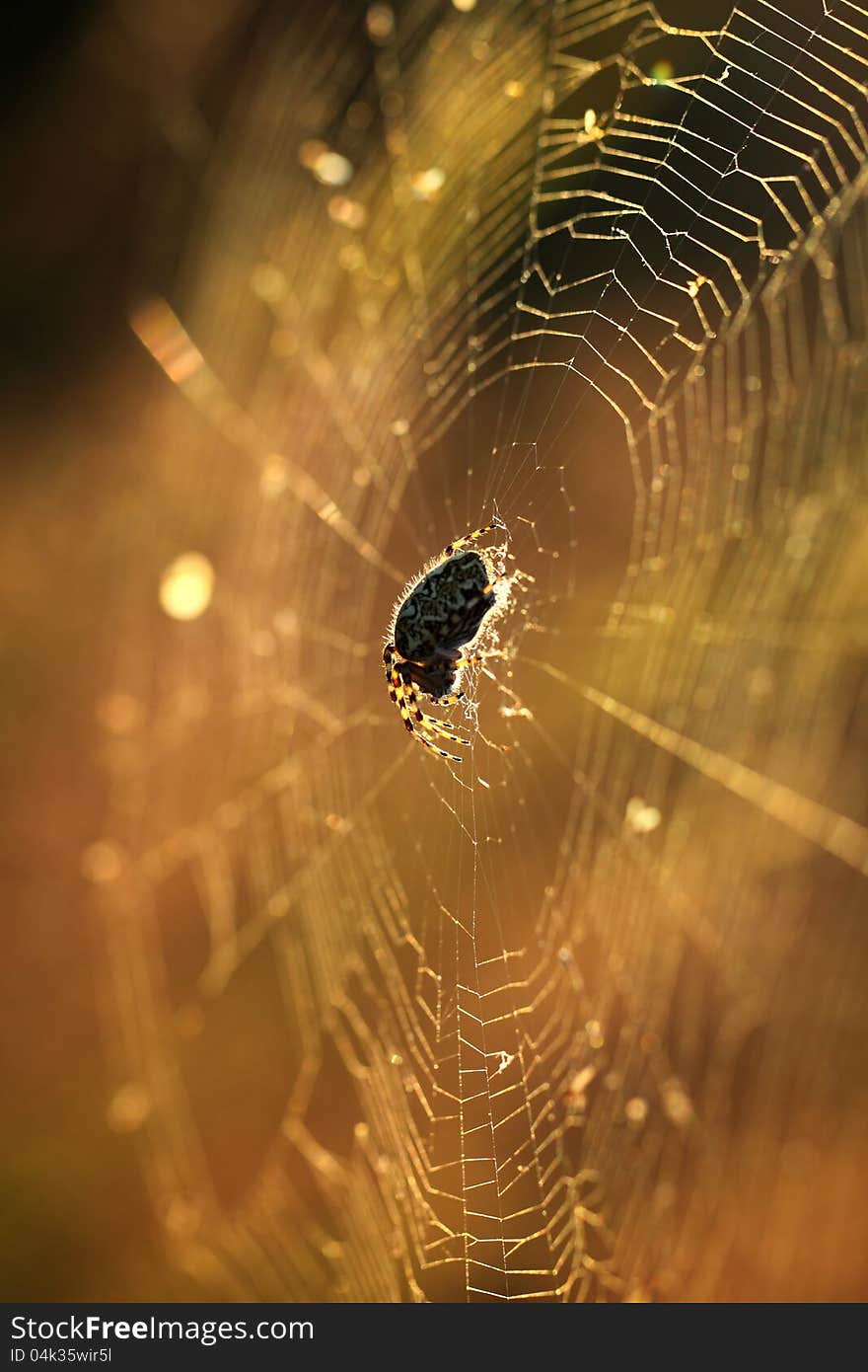 Spider on web with sunlight