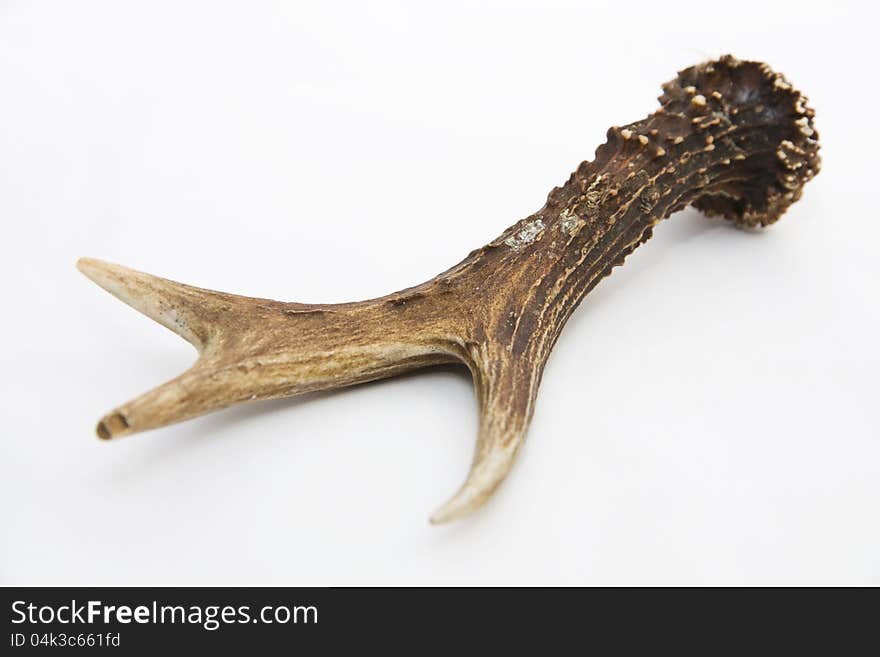 Antler with three corners lying on a white background, antler lying diagonally. Antler with three corners lying on a white background, antler lying diagonally