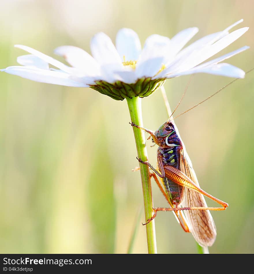 Locust on a camomile with the sun