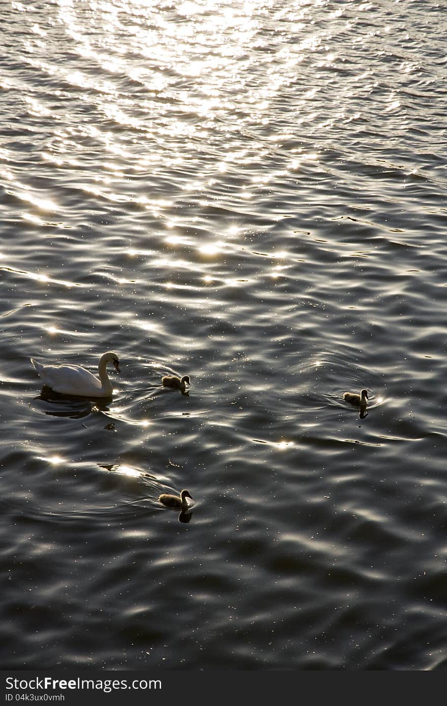 Small swans on the water surface. Small swans on the water surface