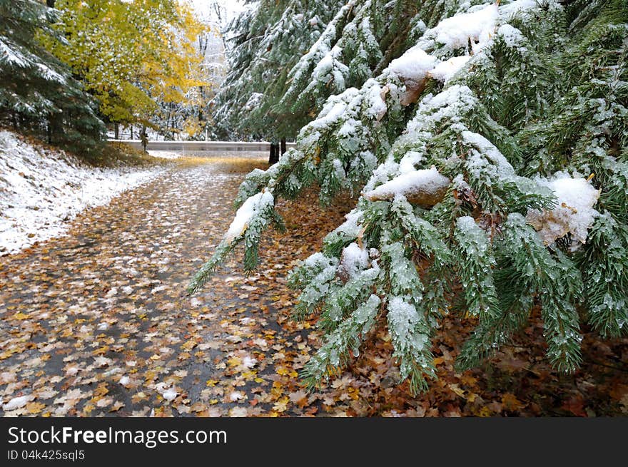 Snow on evergreen in late fall