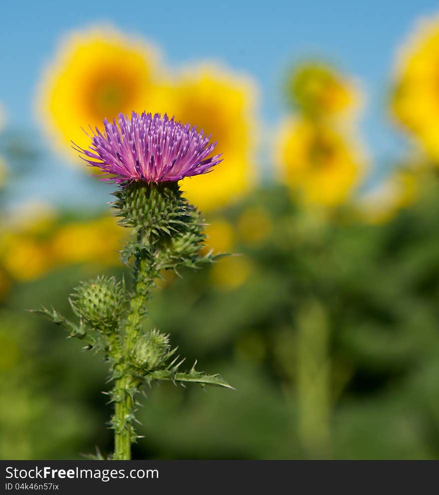 Prickly thistle is a very beautiful purple inflorescence. It attracts and repels at the same time. Prickly thistle is a very beautiful purple inflorescence. It attracts and repels at the same time.