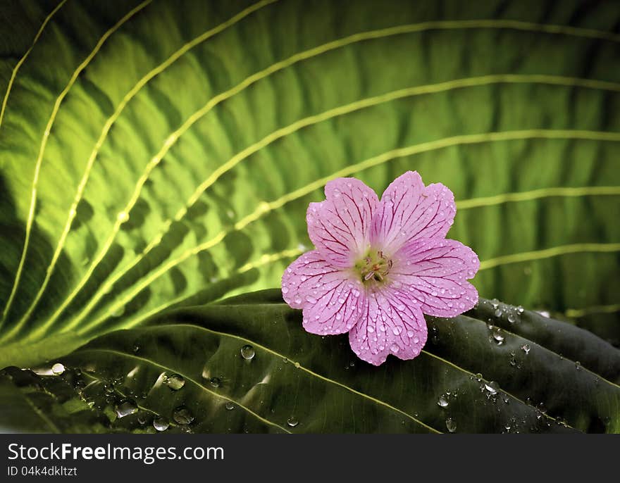 Pink blossom on leaf