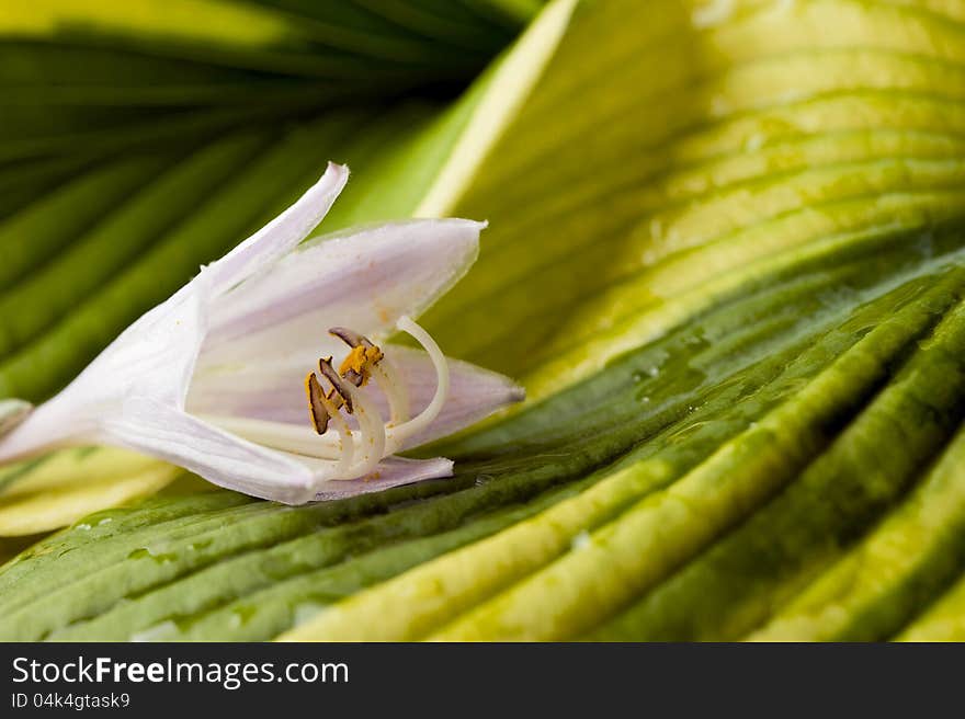 Hosta blossom