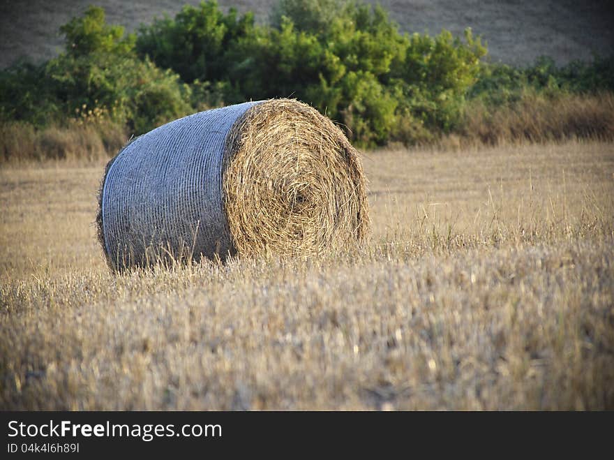 Round Hay Bale In Sardinia