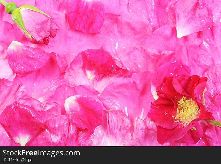 Background from rose petals, close up,. Background from rose petals, close up,