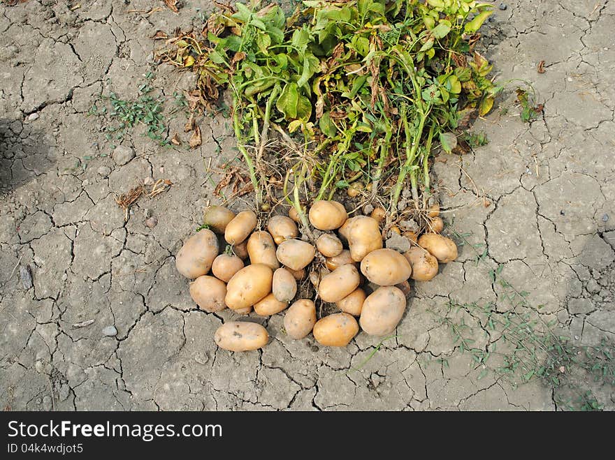 Organic potatoes over soil