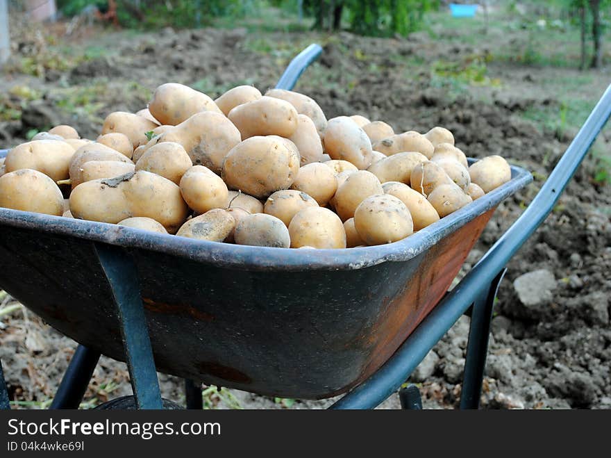 Organic potatoes into a wheel barrow