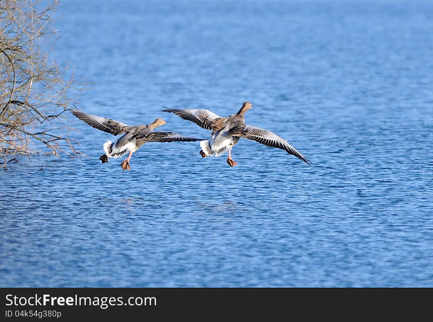 Greylag goose ready for landing