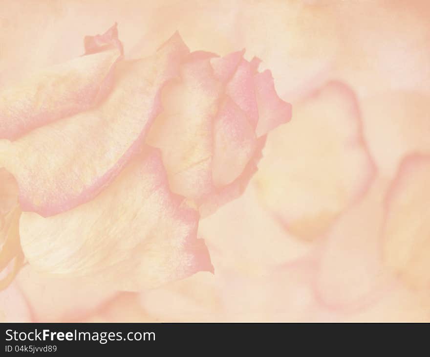 Delicate rose on grunge background