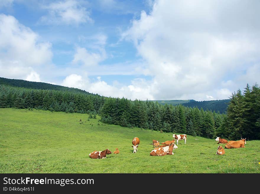 A group of cattle on alpine meadow in Luya Mountain, Shanxi, China. A group of cattle on alpine meadow in Luya Mountain, Shanxi, China